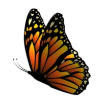 C:\Users\School\Desktop\РОЗРОБКИ\картинки\depositphotos_407380196-stock-illustration-flying-orange-butterflies-vector-illustration (1мпр).png